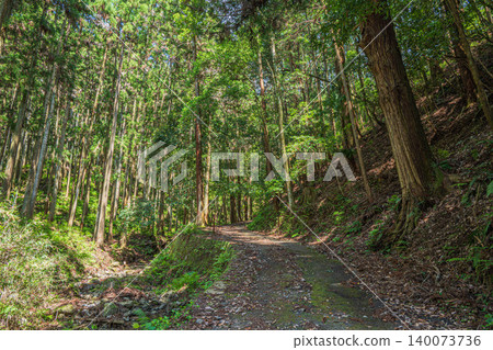 奧飛鳥山林風景:陽光透過樹葉灑落在針葉林中-奈良縣飛鳥村 奧飛鳥山林風景:陽光透過樹葉灑落在針葉林中-奈良縣飛鳥村 140073736