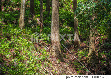 奧飛鳥山林風景：陽光透過樹葉灑落在針葉林中－奈良縣飛鳥村 140073738