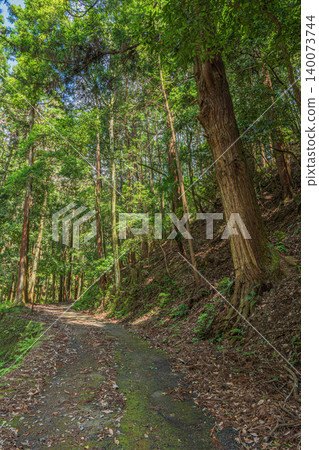 Mountain forest scenery of Oku-Asuka: Coniferous forest with sunlight filtering through the trees - Asuka Village, Nara Prefecture Mountain forest scenery of Oku-Asuka: Coniferous forest with sunlight filtering through the trees - Asuka Village, Nara Prefecture 140073744