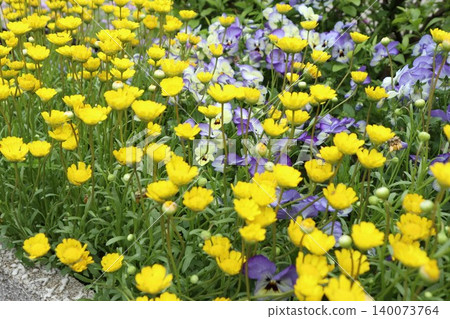 Chrysanthemum multicore Chrysanthemum multicore 140073764