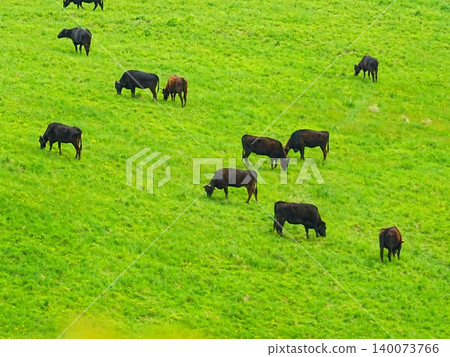 A spectacular view of Hokkaido: Maruka Plateau Observatory in Takikawa City, featuring grazing cattle. A spectacular view of Hokkaido: Maruka Plateau Observatory in Takikawa City, featuring grazing cattle. 140073766