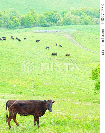A spectacular view of Hokkaido: Maruka Plateau Observatory in Takikawa City, featuring grazing cattle. A spectacular view of Hokkaido: Maruka Plateau Observatory in Takikawa City, featuring grazing cattle. 140073778