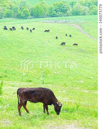 A spectacular view of Hokkaido: Maruka Plateau Observatory in Takikawa City, featuring grazing cattle. A spectacular view of Hokkaido: Maruka Plateau Observatory in Takikawa City, featuring grazing cattle. 140073779