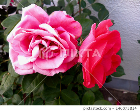 Two pink roses blooming in competition with deep green leaves Two pink roses blooming in competition with deep green leaves 140073814