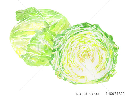 新鮮春季捲心菜的水彩插圖 新鮮春季捲心菜的水彩插圖 140073821