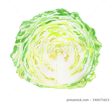 Watercolor illustration of a cross-section of spring cabbage 140073823