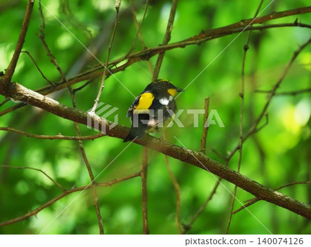 A crown that stops on a branch 140074126