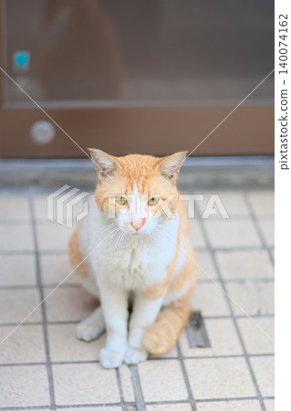 A portrait photo of a brown and white cat sitting on the tiled floor in front of the entrance. A portrait photo of a brown and white cat sitting on the tiled floor in front of the entrance. 140074162