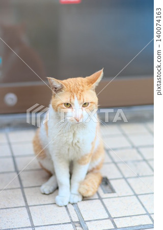 A portrait photo of a brown and white cat sitting on the tiled floor in front of the entrance. A portrait photo of a brown and white cat sitting on the tiled floor in front of the entrance. 140074163