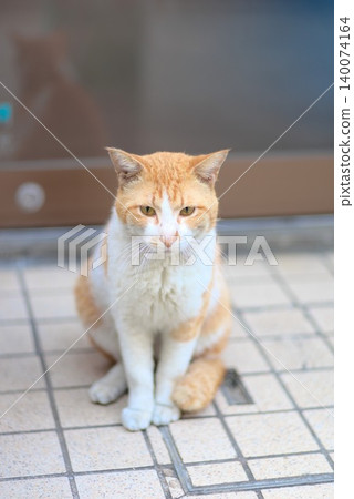 A portrait photo of a brown and white cat sitting on the tiled floor in front of the entrance. A portrait photo of a brown and white cat sitting on the tiled floor in front of the entrance. 140074164