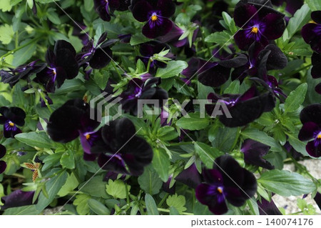 Pansy Pansy 140074176