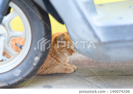 A tabby cat sitting under a motorcycle - perfect for pet articles and everyday scenes. A tabby cat sitting under a motorcycle - perfect for pet articles and everyday scenes. 140074206