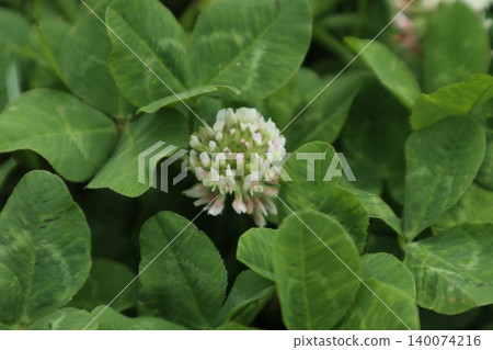 白三葉草 白三葉草 140074216