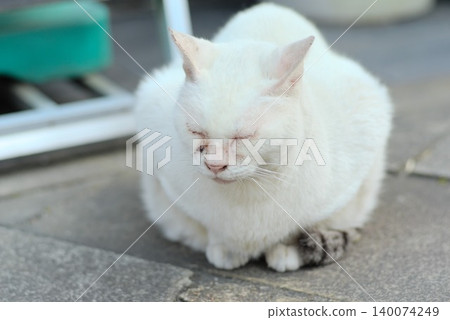 Outdoor portrait of a white cat sitting with its eyes closed. Outdoor portrait of a white cat sitting with its eyes closed. 140074249