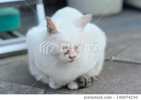 Outdoor portrait of a white cat sitting with its eyes closed. Outdoor portrait of a white cat sitting with its eyes closed. 140074250