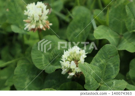 White clover White clover 140074363