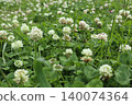 白三葉草 140074364
