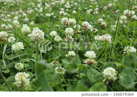 White clover White clover 140074364