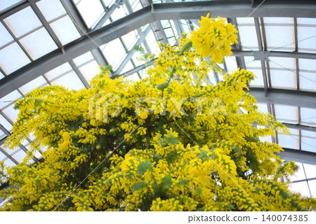 一張黃色金合歡花的照片，非常適合用於春季園藝和植物園計畫。 140074385