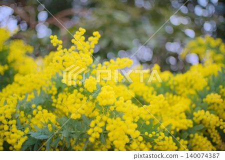 A photograph of yellow acacia flowers, easy to use for spring gardening and botanical garden projects. A photograph of yellow acacia flowers, easy to use for spring gardening and botanical garden projects. 140074387