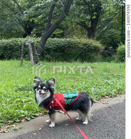 A Pomeranian-Chihuahua mix puppy wearing a watermelon-patterned outfit goes for a walk with a smile on its face. A Pomeranian-Chihuahua mix puppy wearing a watermelon-patterned outfit goes for a walk with a smile on its face. 140074398