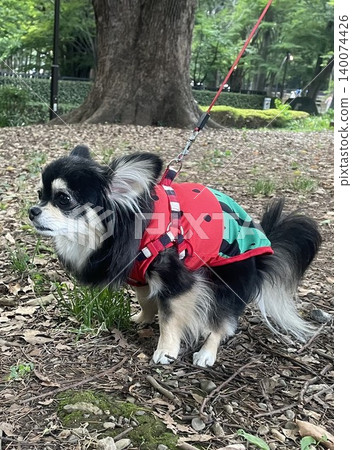 A Pomeranian-Chihuahua mix puppy bravely standing outside wearing a watermelon-patterned outfit. A Pomeranian-Chihuahua mix puppy bravely standing outside wearing a watermelon-patterned outfit. 140074426