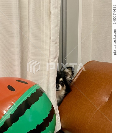 一隻博美犬和吉娃娃的混血幼犬正從窗簾的縫隙往外看。 一隻博美犬和吉娃娃的混血幼犬正從窗簾的縫隙往外看。 140074452