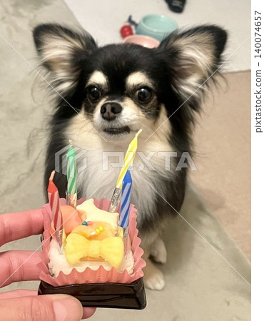 一隻博美犬和吉娃娃的混血犬耐心地站在生日蛋糕前等待。 一隻博美犬和吉娃娃的混血犬耐心地站在生日蛋糕前等待。 140074657