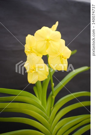 Yellow Vanda flowers, easy to use for orchids and gardening materials. 140074737