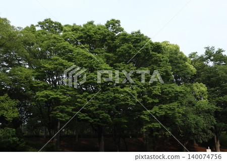 Nakagawa Park, Adachi Ward 140074756