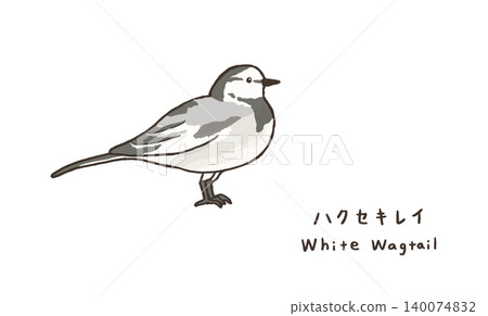 一隻白色鶺鴒的簡單插圖。一隻可愛的鶺鴒插圖。 一隻白色鶺鴒的簡單插圖。一隻可愛的鶺鴒插圖。 140074832