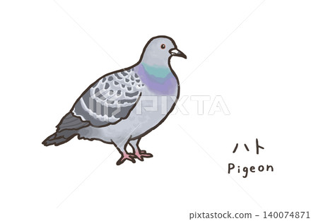 Simple pigeon illustration, cute pigeon illustration Simple pigeon illustration, cute pigeon illustration 140074871