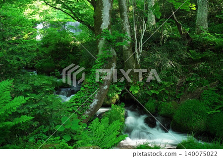 The beautiful fresh greenery of the Kitanizawa Gorge in Okudaisen, Tottori Prefecture The beautiful fresh greenery of the Kitanizawa Gorge in Okudaisen, Tottori Prefecture 140075022