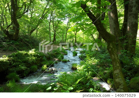 The beautiful fresh greenery of the Kitanizawa Gorge in Okudaisen, Tottori Prefecture The beautiful fresh greenery of the Kitanizawa Gorge in Okudaisen, Tottori Prefecture 140075029