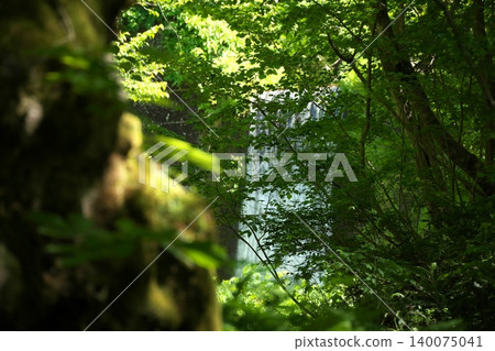 鳥取縣奧大井山北谷澤峽谷美麗的翠綠景色 鳥取縣奧大井山北谷澤峽谷美麗的翠綠景色 140075041