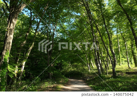 鳥取縣奧大井山北谷澤峽谷美麗的翠綠景色 鳥取縣奧大井山北谷澤峽谷美麗的翠綠景色 140075042
