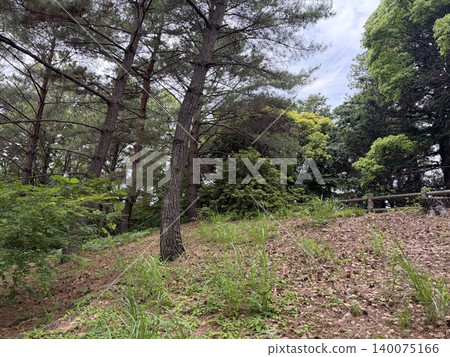 有樹的公園 有樹的公園 140075166