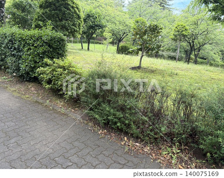 有樹的公園 有樹的公園 140075169