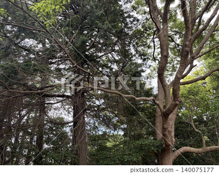 有樹的公園 有樹的公園 140075177