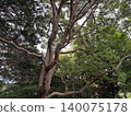 有樹的公園 140075178
