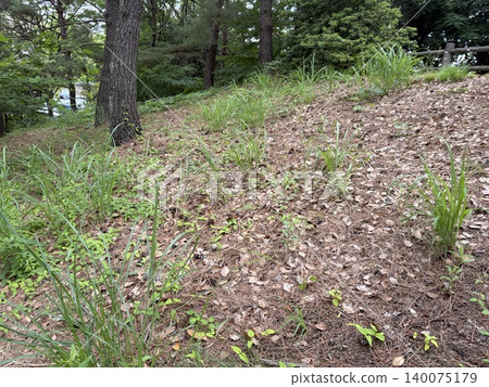 有樹的公園 有樹的公園 140075179