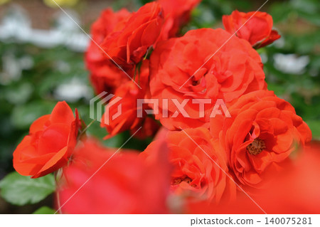 A red rose A red rose 140075281