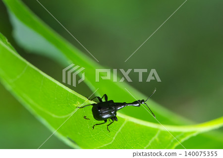 Male of the crane-necked leaf-rolling weevil Male of the crane-necked leaf-rolling weevil 140075355