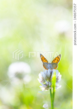A small copper butterfly in the morning dew A small copper butterfly in the morning dew 140075357