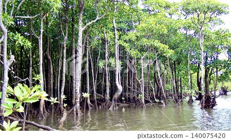 The mangrove forest of the Maira River on Iriomote Island, Okinawa Prefecture 140075420