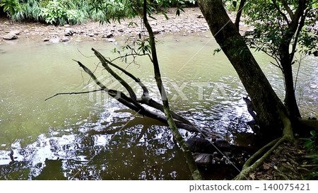 Mangrove virgin forest Mangrove virgin forest 140075421