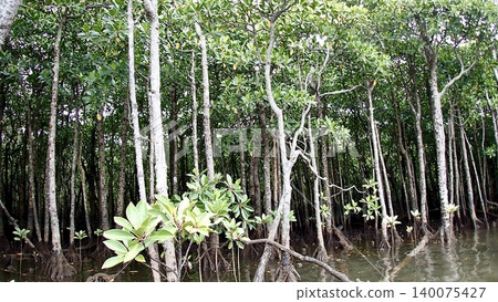 The mangrove forest of the Maira River on Iriomote Island, Okinawa Prefecture The mangrove forest of the Maira River on Iriomote Island, Okinawa Prefecture 140075427