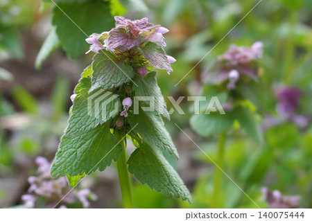 Himeodoricosoum Himeodoricosoum 140075444