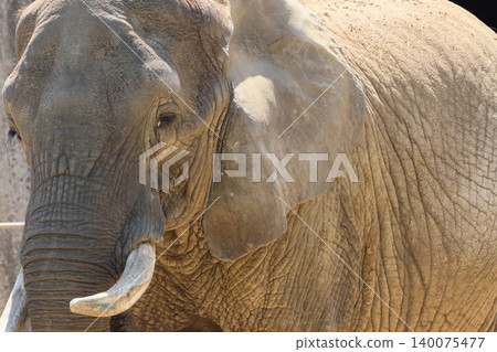 African elephant's face (zoo) African elephant's face (zoo) 140075477