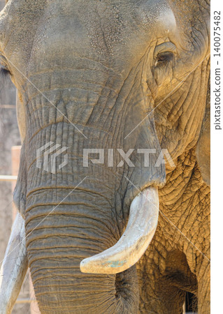 African elephant's face (zoo) African elephant's face (zoo) 140075482